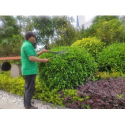 东莞绿化养护乌桕树的种植方法