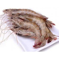 厄瓜多尔白虾上海进口送检报关代理